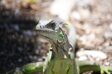 Iguana Closeup