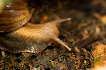 Close-up snail in low key tone