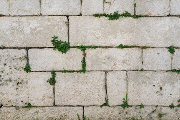 Old rusty stone tile wall texture with green ivy leaves plant as background