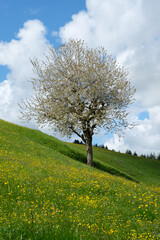 Fototapeta na wymiar Tree in Switzerland - Canton of Appenzell