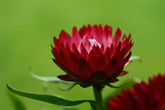 Helichrysum, strohblume