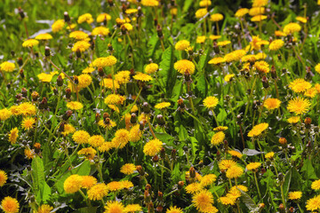 Spring field with dandelions on bright sunny day