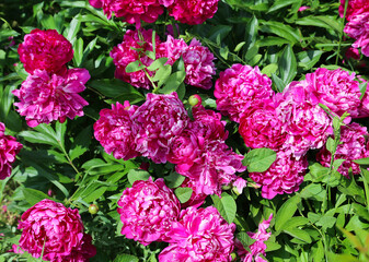 Nature background with bright peony