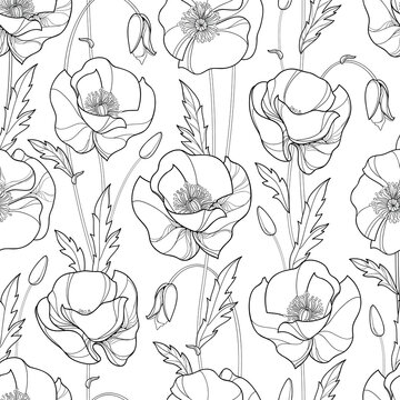 Vector seamless pattern with outline Poppy flower, bud and leaves in black on the white background. Monochrome floral pattern with ornate poppies in contour style for summer design or coloring book.