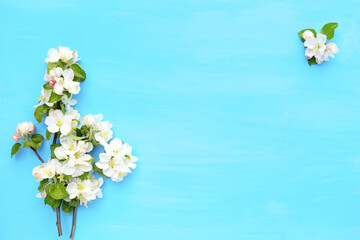 White spring nature background with blossom on blue wooden background. Top view. Springtime concept