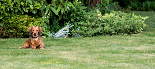 sitting long haired miniature  dachshund in a wide shot in a garden