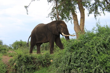 Fototapeta na wymiar Queen Elizabeth II National Park Uganda