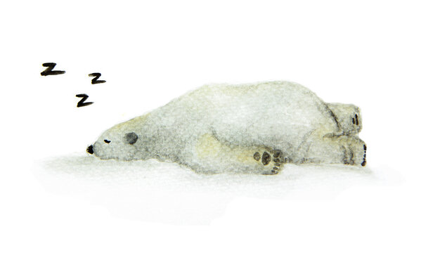 Hand painted watercolor polar bear. Cute sleeping animal design - Sleeping white bear.