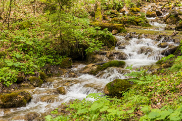 A Small Waterfall Flowing through the Forest