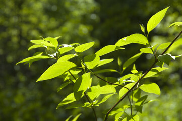 Green leaves