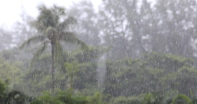 Tropical rainfall on a background of palm trees and plants