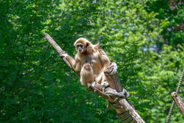 gibbon