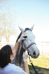 Fototapeta premium Veterinary horses on the farm conducting a review in one eye. 
