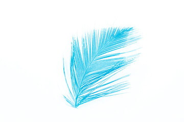 soft feather luxury color turquoise emerald green texture background