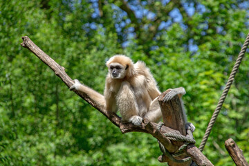 gibbon