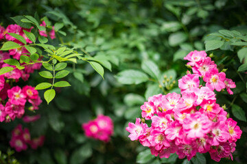 ひっそりと咲く