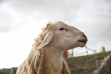 portrait of smile white sheep