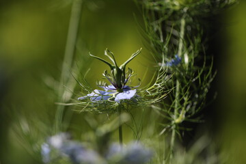 nigelle de Damas