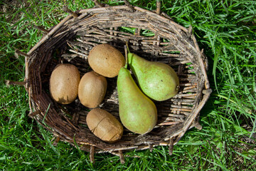 Kiwi and pears in the old basket.