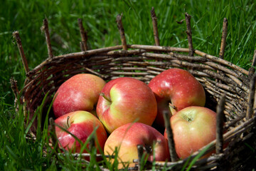 Red apples in an old basket. Green grass around.