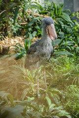 Balaeniceps rex African rare bird