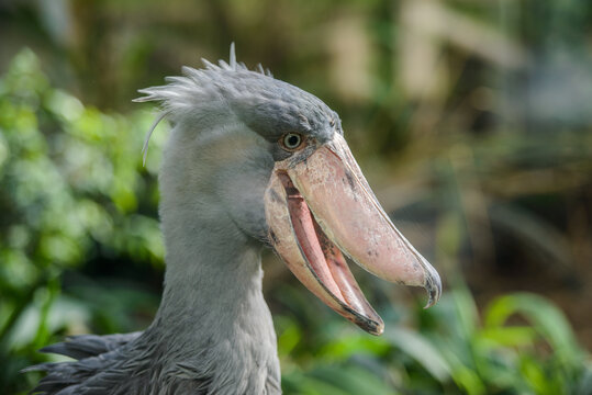 Balaeniceps Rex African Rare Bird