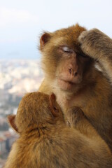 Gibraltar monkeys