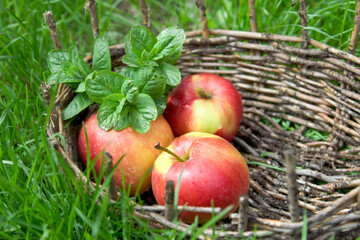 Three wet apples and twigs of lemon balm in an old basket. Green grass around.