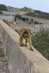 Naklejka premium Gibraltar monkeys