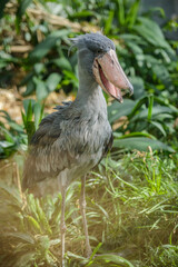 Balaeniceps rex African rare bird