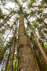Fototapeta premium A Group of Trees Going Higher and Higher, the Sky Is the Limit!