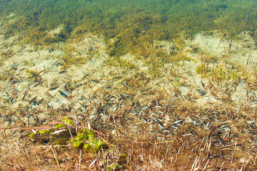 The bottom of the lake, the swamp. Water, natural background.