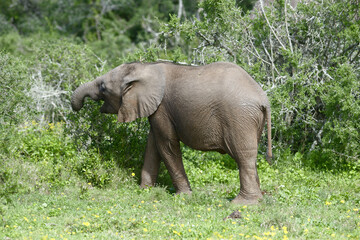 African Bush Elephant, Addo Elephant National Park