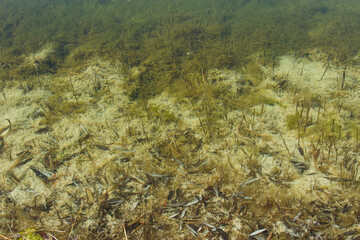 The bottom of the lake, the swamp. Water, natural background.