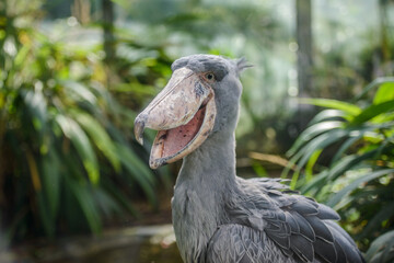Balaeniceps rex African rare bird