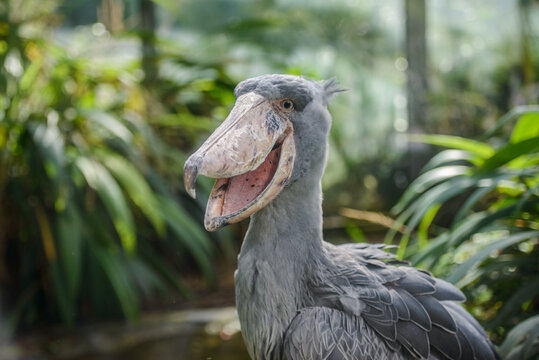Shoebill」の写真素材 | 5,129件の無料イラスト画像 | Adobe Stock
