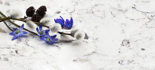 Spring blue wild flowers Scilla, willow and adler branches on Delta White quartz counter