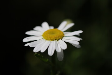 Obraz premium marguerite