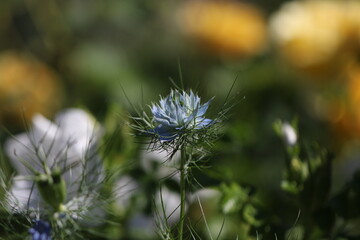 nigelle de Damas