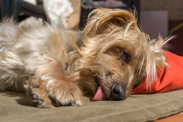 Naklejka na ściany i meble Cute Doggy sleeping soundly with his head on a pillow. Yorkshire Terrier brown doggie warm in the sun, Closeup