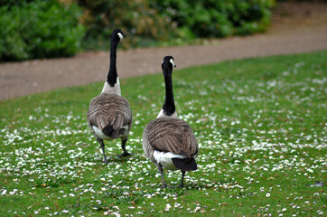 canadian goose walking in the park