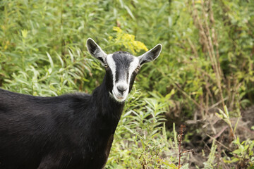 Goat in field 