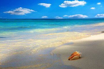 Fototapeta na wymiar Sea shell on Caribbean beach.