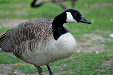canadian goose walking in the park