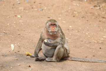 Fat Monkey In Wat Khao No ,Nakhon Sawan ,Thailand.