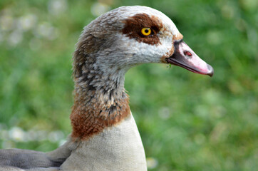 goose in the park