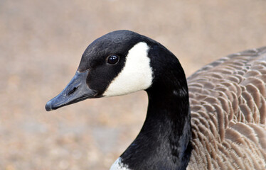 canadian goose walking in the park