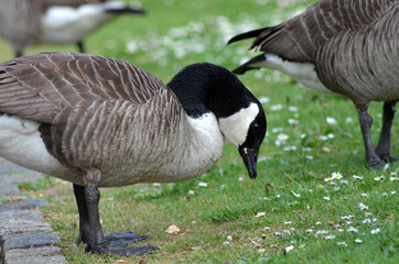 goose in the park