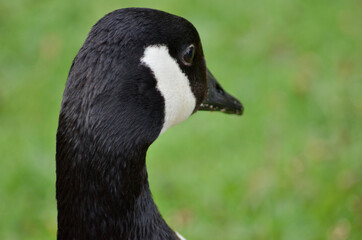 goose in the park