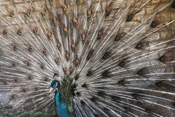 Fotobehang Peacock with open tail © ksu_ok